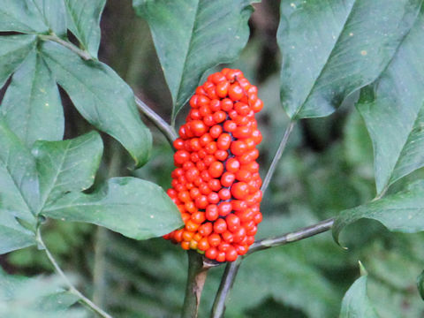 Arisaema serratu