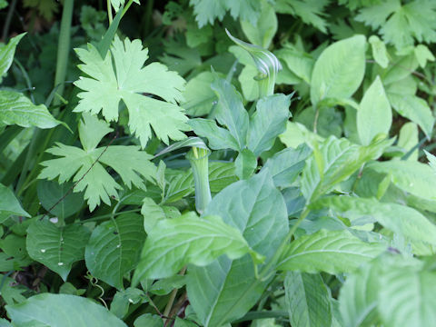 Arisaema serratu