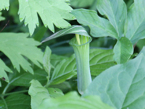 Arisaema serratu