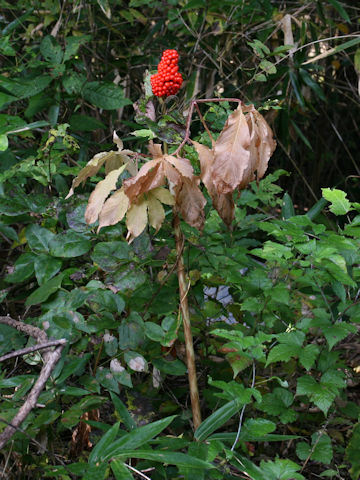 Arisaema serratu