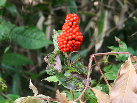 Arisaema serratu