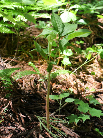 Arisaema serratu