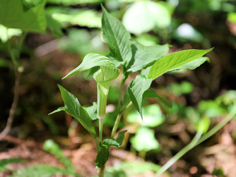 Arisaema serratu