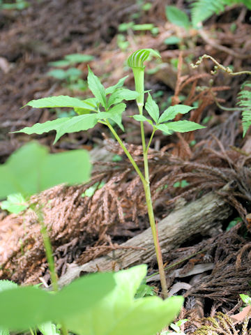 Arisaema serratu