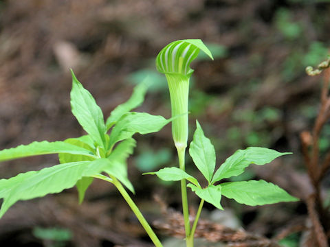 Arisaema serratu