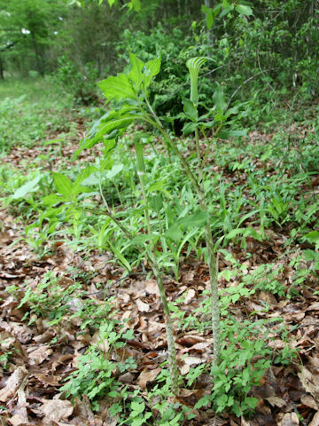 Arisaema serratu