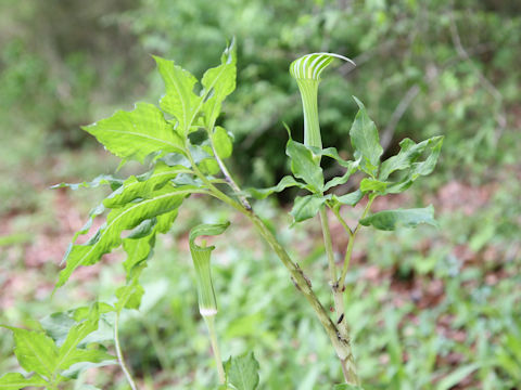 Arisaema serratu