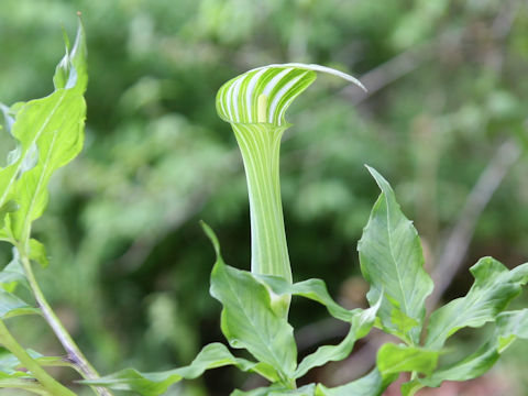 Arisaema serratu