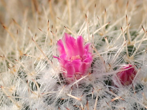 Mammilaria vagaspina