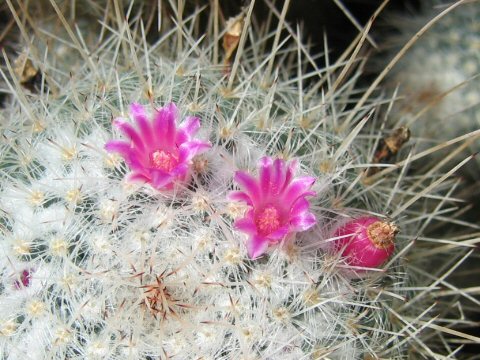 Mammilaria vagaspina