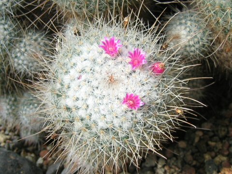 Mammilaria vagaspina