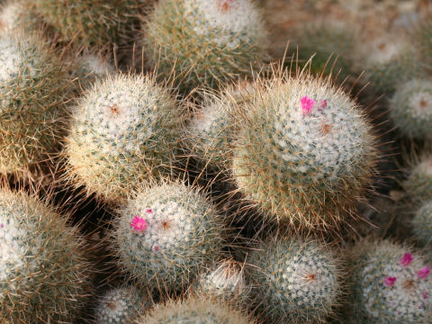 Mammilaria vagaspina