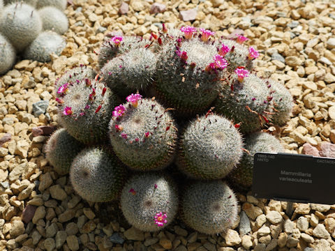 Mammillaria variaculeata