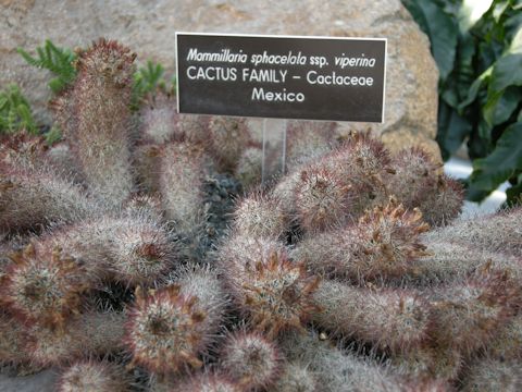 Mammillaria sphacelata ssp. viperina