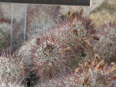 Mammillaria sphacelata ssp. viperina