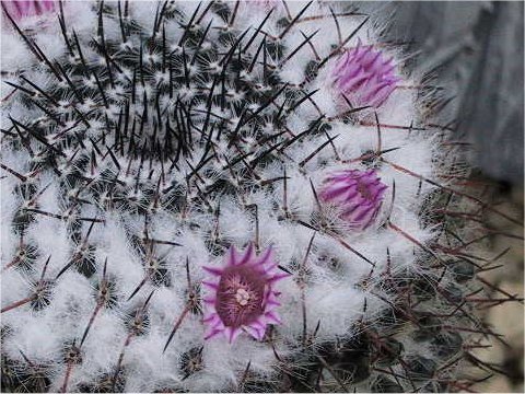 Mammillaria hahniana ssp. woodsii