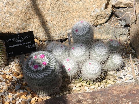 Mammillaria hahniana ssp. woodsii