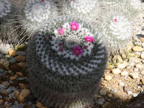 Mammillaria hahniana ssp. woodsii