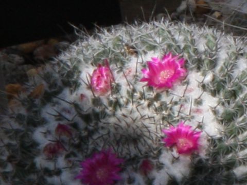 Mammillaria hahniana ssp. woodsii