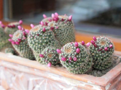 Mammilaria zeilmanniana