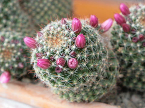 Mammilaria zeilmanniana