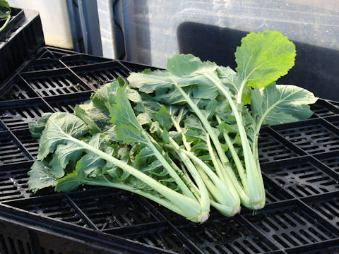 Brassica campestris