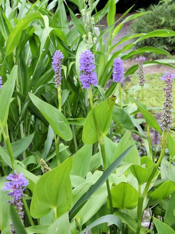 Pontederia cordata var. cordata