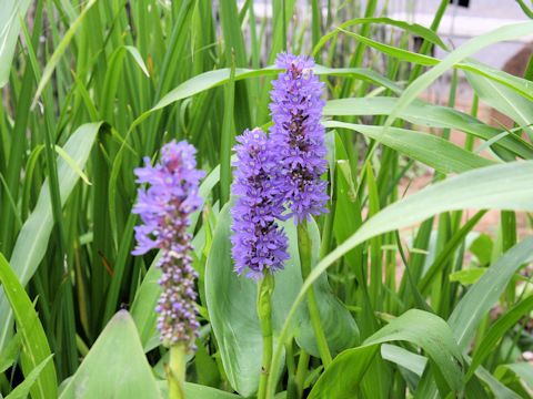 Pontederia cordata var. cordata