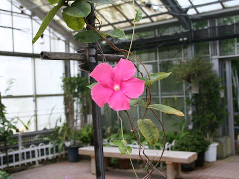 Mandevilla x amoena cv. Alice du Pont