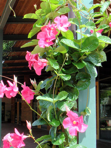 Mandevilla cv.