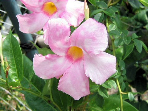 Mandevilla cv. Sunparasol Pink