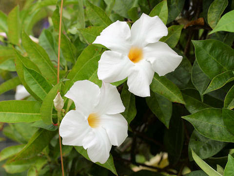 Mandevilla cv. Sunparasol