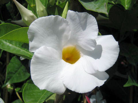 Mandevilla cv. Fantasy