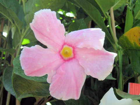 Mandevilla cv. Fantasy