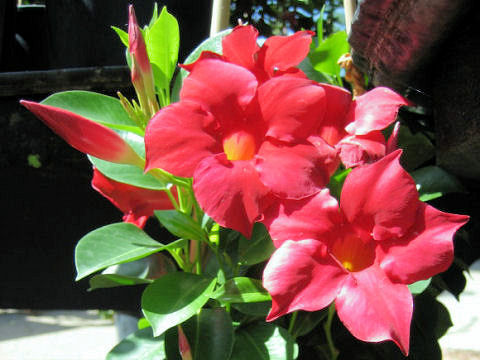 Mandevilla cv. Crimson Fantasy