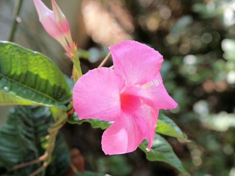 Mandevilla cv.