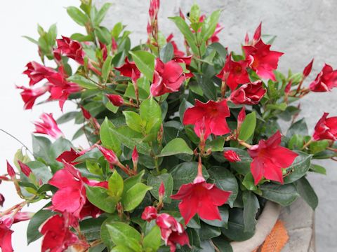 Mandevilla cv.