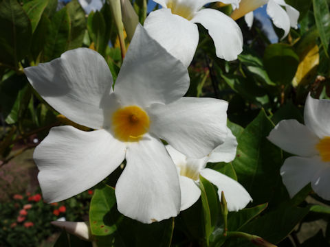 Mandevilla cv. White