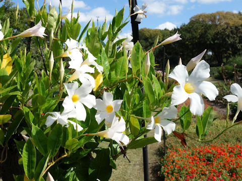 Mandevilla cv. White