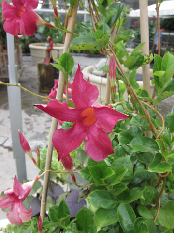 Mandevilla cv.