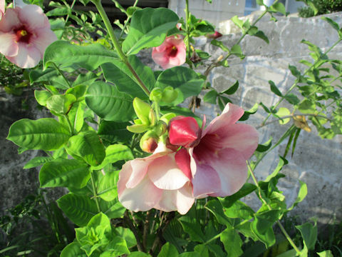 Mandevilla cv.