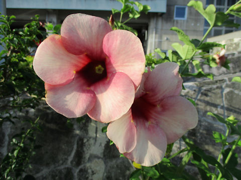 Mandevilla cv.