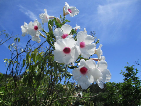 Mandevilla cv.