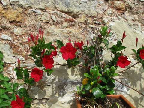 Mandevilla cv.