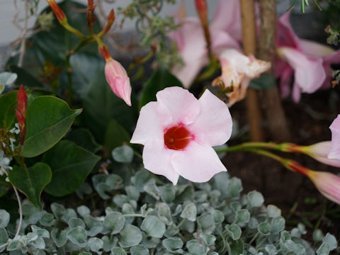 Mandevilla cv.