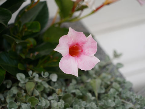 Mandevilla cv.