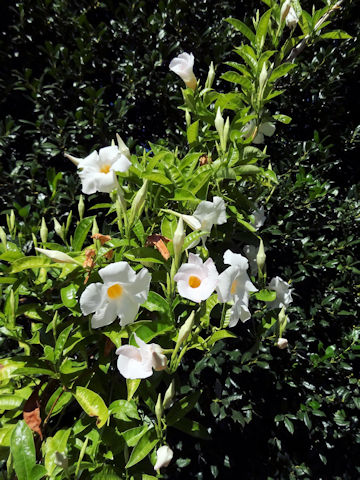 Mandevilla cv.