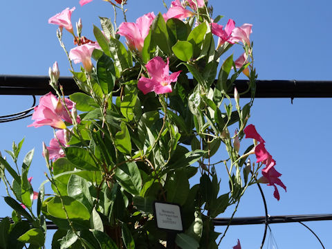 Mandevilla cv. Sunparasol Giant Pink