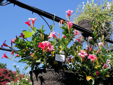 Mandevilla cv. Sanparasol Pink Original