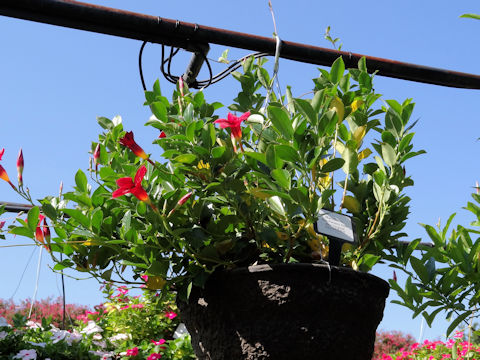 Mandevilla cv. Sanparasol Pink Original